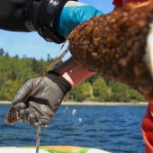 Seetang soll Austern und Korallen retten