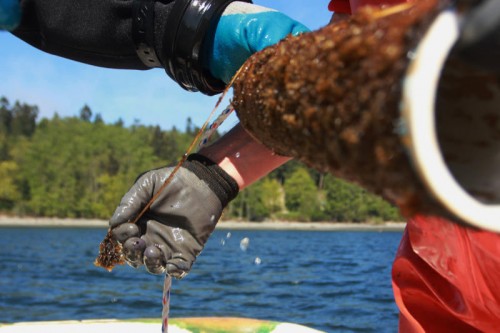 Forscher testen Seetang als Mittel gegen versauerndes Meerwasser.
