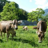 Landwirte schützen Natur und Klima