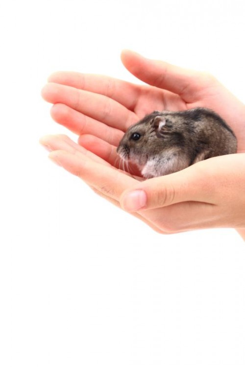 Menschen verarbeiten Stress ähnlich wie Mäuse.