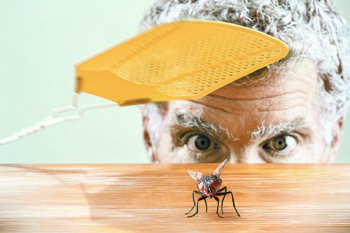 Ob mechanisch, mit Pflanzen oder Duft: Tipps und Tricks gegen Insekten sorgen für einen entspannten Sommer.