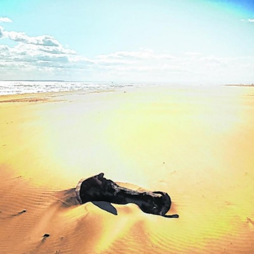 Sand so weit das Auge reicht am Strand von Le Gra-du-Roi.