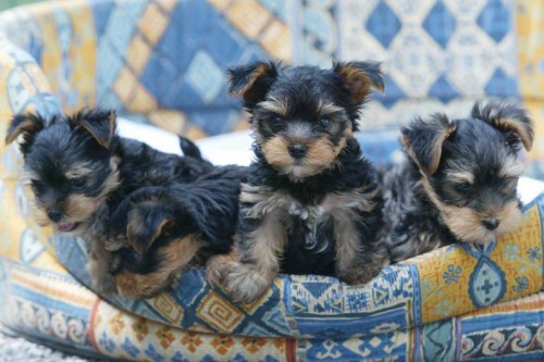 Yorkshire-Terrier sind aufgeweckte Tiere, aber man muss sich gut um sie kümmern.