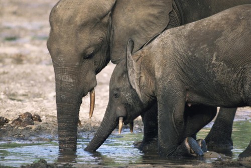 Afrikanische Waldelefanten vermehren sich langsamer als angenommen.