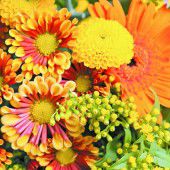 Donnerstag ist Schnittblumentag
