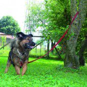 Rattenmädchen suchen eine große Rattenburg