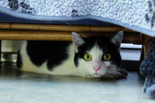Die Katzen Nala (l. o.) und Nicky (l. u.) sowie die Hunde Jenny (r. o.) und Jimmy (r. u.) möchten bei liebevollen Menschen leben.