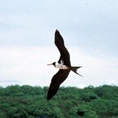 Warum schlafende Vögel nicht abstürzen