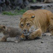 Laufen lernen unter Mamas Blick
