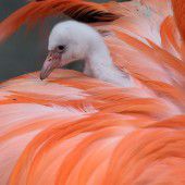 Kleiner grauer Flamingo