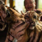 Kleine Tigerbrüder beim Raufen