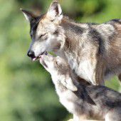 Kleiner grauer Wolf