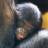 Kleiner Bonobo auf Kuschelkurs