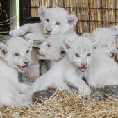 Quirliger Nachwuchs
