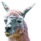 Tour mit Lama