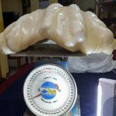 Schwerste Perle der Welt wiegt 34 Kilo
