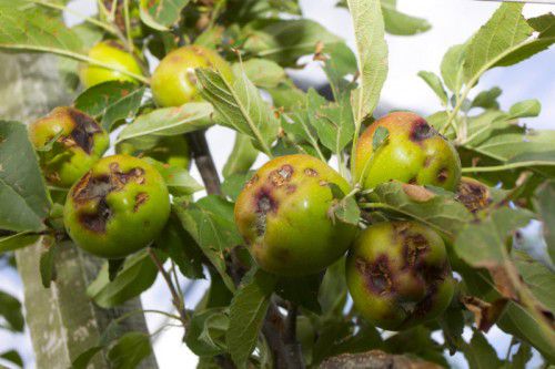 Hagelschäden an Vorarlberger Äpfeln: Das Land bezuschusst die Versicherungen der Landwirte.