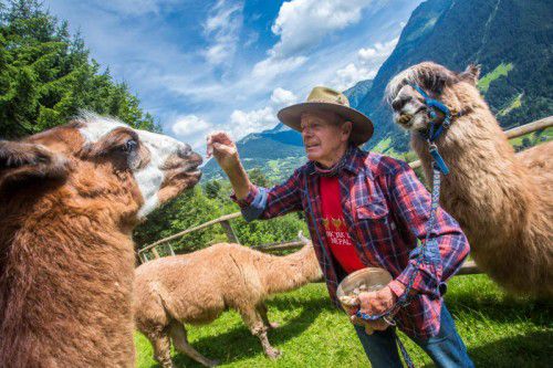 Horst Kuster füttert seine Lamas mit hartem Brot, damit sie für die Trekkingtour gestärkt sind.