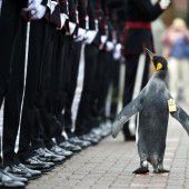 Ein schottischer Pinguin ist nun Brigadegeneral