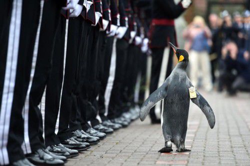 Königspinguin Nils Olav ist seit seinem Ritterschlag 2008 bereits ein „Sir“. Nun ist er Brigadegeneral der Leibgarde des norwegischen Königshauses.