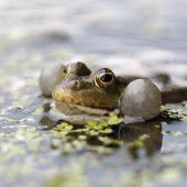„Terrorfrosch“ treibt im Rheintal sein Unwesen