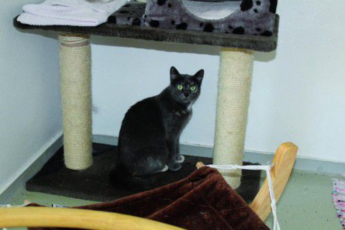 Pfötle (l. o.) , Puppi (l. u.), Roco (r. o.) und Akiro (r. u.) sehnen sich nach einem neuen Zuhause bei liebevollen Menschen.