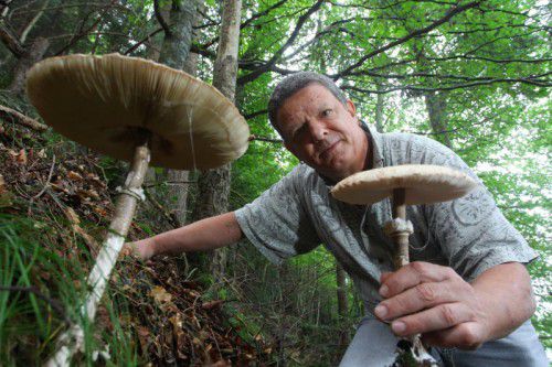 Pilzberater Klaus Zimmermann mit zwei Riesenschirmlingen (Parasol). Diese Art zählt zu den beliebtesten Speisepilzen.