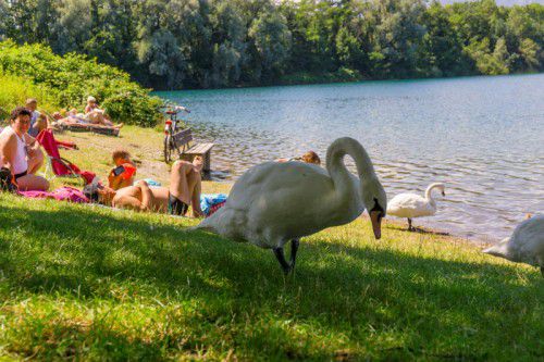 Schwäne spazieren am Bresner Baggersee ungeniert zwischen den Badenden hindurch und scheiden Kot aus.