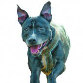 Kampfhund biss einen fremden Pudel und auch dessen Frauchen