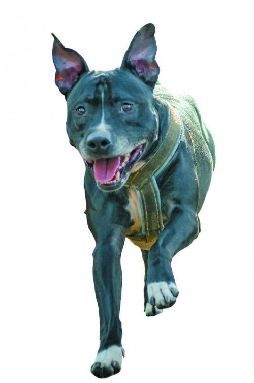 „Täter“ war ein American Stafford­shire Terrier.