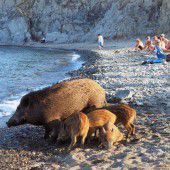 Tierischer Besuch am Strand