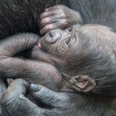 Gorillababy im Frankfurter Zoo geboren