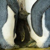 Pinguin-Nachwuchs in Schönbrunn