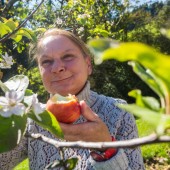Der Herbst schützt nicht vor blühenden Apfelbäumen