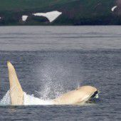 Forscher sichten sechs seltene Albino-Orcas