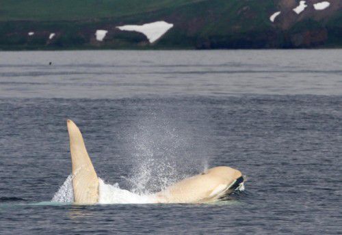 2012 wurde der erste Albino-Orca gesichtet. Nun wurden von Forschern erneut mindestens fünf solche weiße Wale beobachtet.  APA
