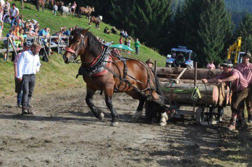 An den Bewerben in Kehlegg werden die amtierenden Europameister im Holzrücken und Schwerzug teilnehmen.
foto: vn/archiv