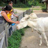 Zweites Paar Monarchie-Esel für den Wildpark