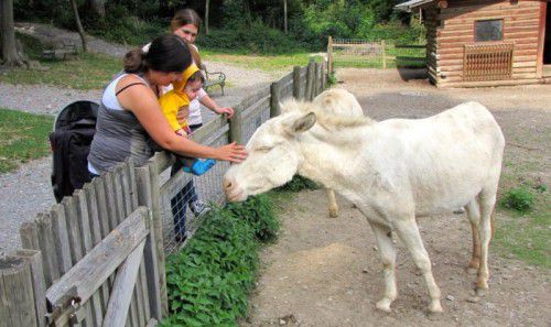 Bei den Besuchern sind die gutmütigen Tiere sehr beliebt.  Foto:koe