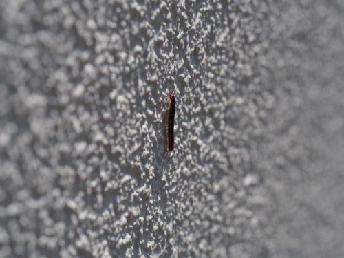 Der Oxidus Gracilis ist ein nied­licher Stinker.  Foto: inatura