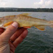 Forscher fischen Sensation aus See