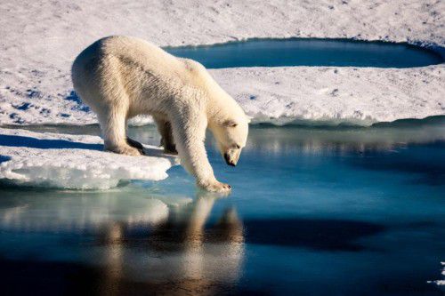 Die Eisbären am Nordpol spüren die Auswirkungen der Eisschmelze bereits stark. Foto: AFP