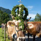 Alpabtrieb im Montafon steht an