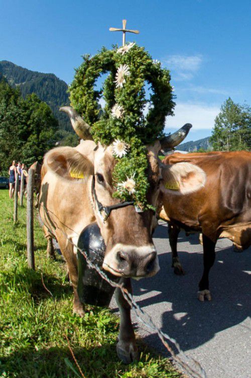 Die Sommerfrische geht dem Ende zu: Reich geschmückt kommen die Rinder von den Alpen zurück ins Tal. Foto: VN/Stiplovsek