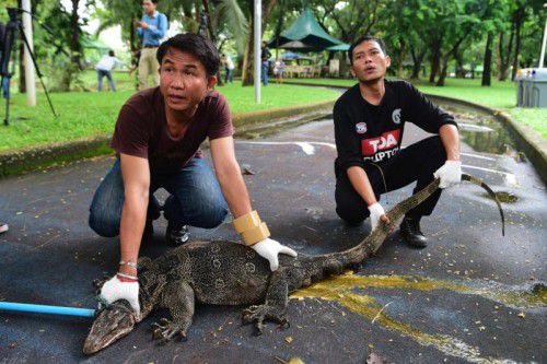 Die Tiere werden rund zwei Meter lang. Foto: Reuters
