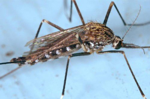 Die Asiatische Buschmücke hat sich in Vorarlberg stark ausgebreitet. Sie kommt mit dem Klima gut klar. Foto: dpa