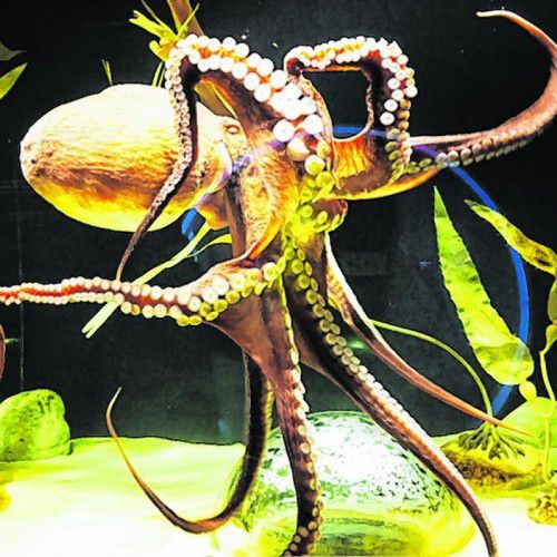 Ein riesiger Oktopus ist im Aquarium zu sehen.  Fotos: b. Rhomberg