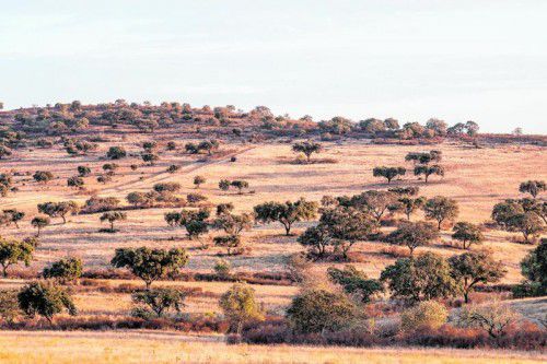 Eine typisch trockene Gegend im Alentejo. Fotos: shutterstock