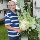 Kohlrabi wiegt 9,5 Kilogramm