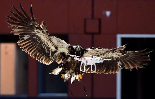 Raubvögel werden immer häufiger als Mittel gegen feindliche Angriffe mit Drohnen eingesetzt. Foto: AFP